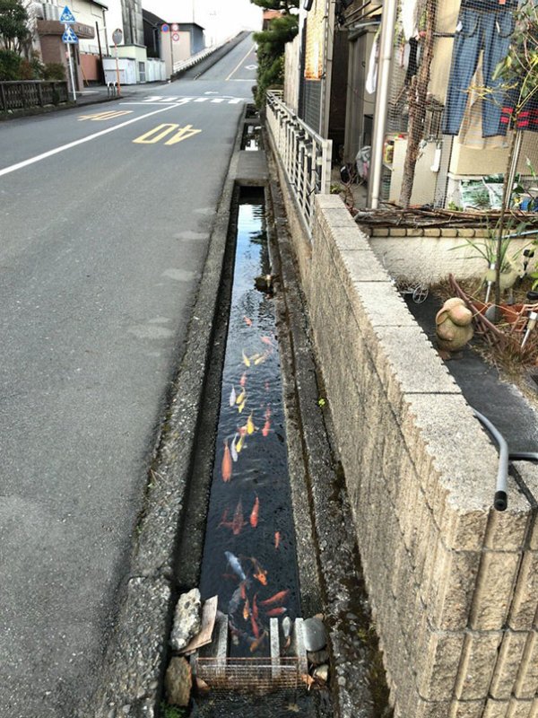 Koi fish who live in drainage channels in Japan.