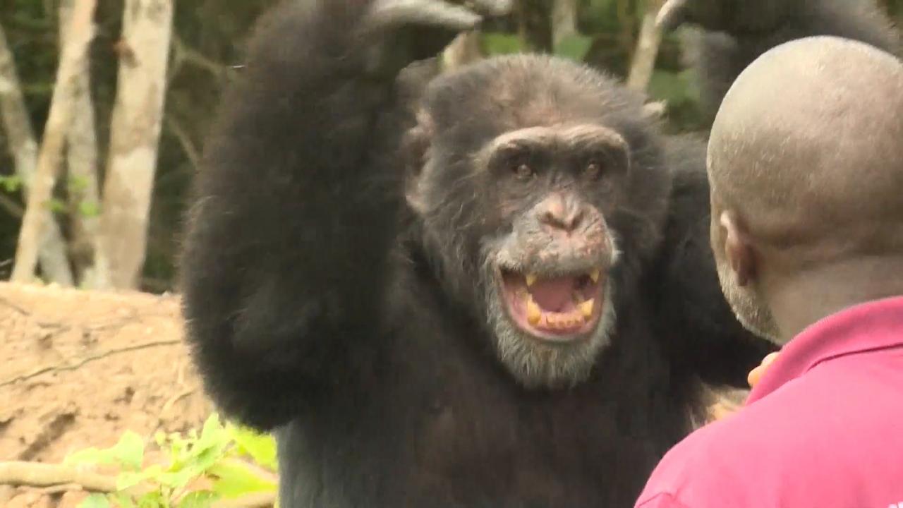 Ponso, a roughly 40-year-old chimp, who was dumped on an abandoned island off the Ivory Coast more than 30 years ago after being used for medical testing. He relies on the kindness of a nearby villager, Germain, who’s dropped off bananas and bread for him ever since he was left to die