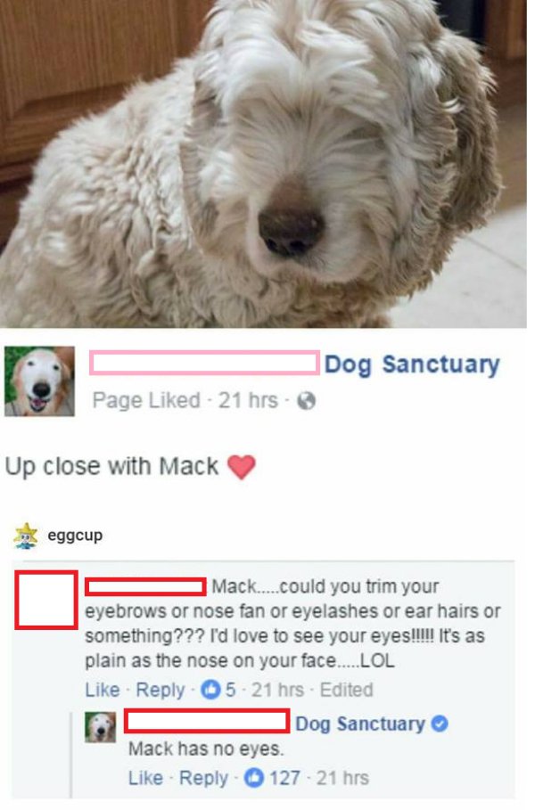 mack has no eyes - Dog Sanctuary Page d 21 hrs. Up close with Mack eggcup Mack....could you trim your eyebrows or nose fan or eyelashes or ear hairs or something??? I'd love to see your eyes!!!!! It's as plain as the nose on your face.....Lol 5 21 hrs Edi