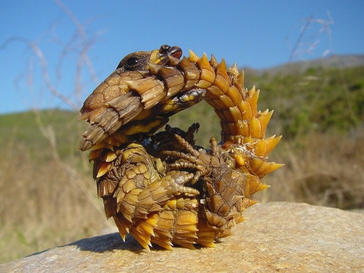 Thorny devil eating its tail