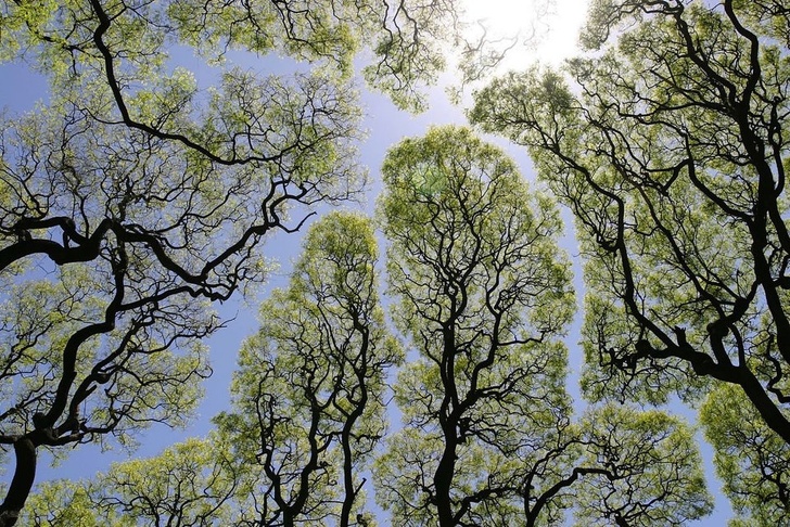 The phenomenon of “Crown Shyness” where trees avoid touching