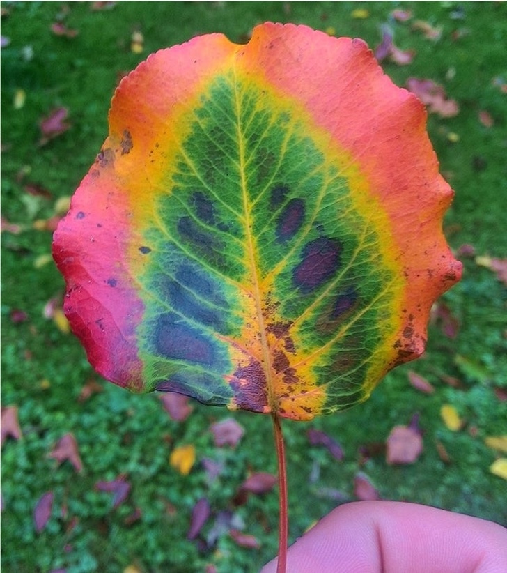 This leaf is too colorful.