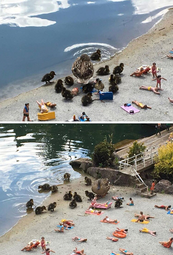 “Model village beach at Babbacombe has been taken over by 12 giant ducklings.”