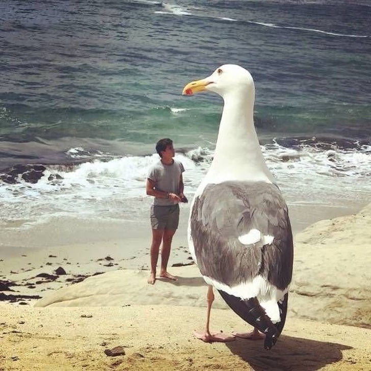 “Nobody warned me about such seagulls...”