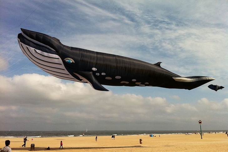 A 90-ft whale kite on the beach