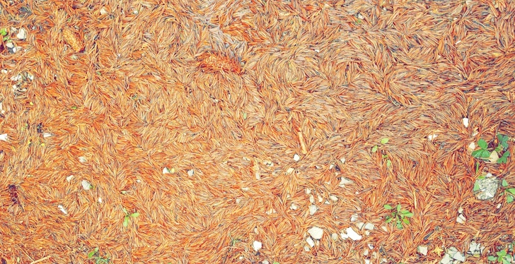 These pine needles look like an impressionist painting