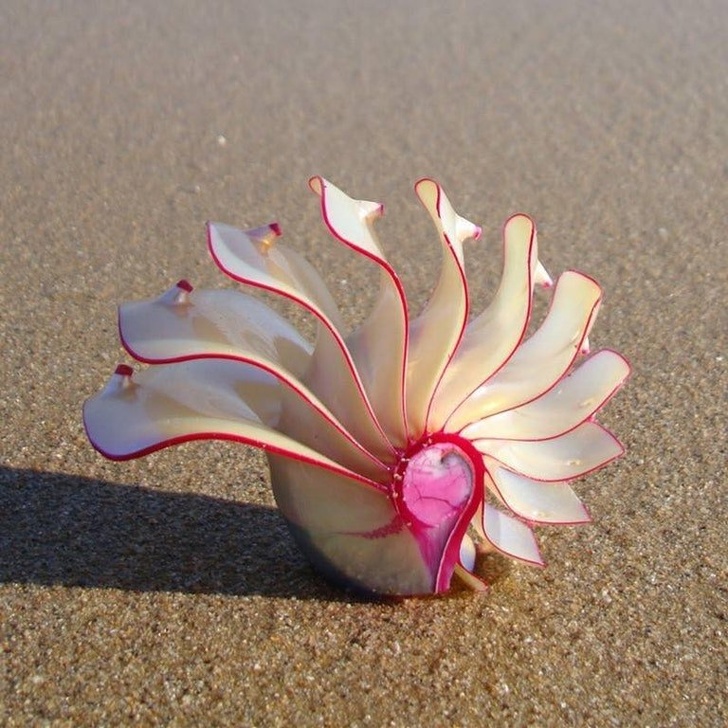 Is this seashell real?