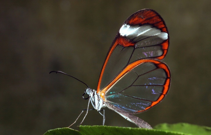 A butterfly with transparent wings is an amazing creature of nature.