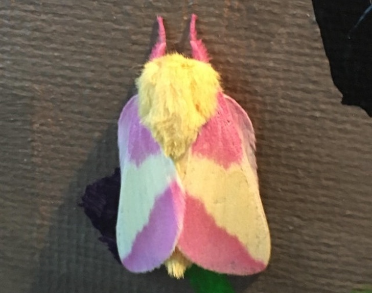 “This moth outside of my house this morning.”
