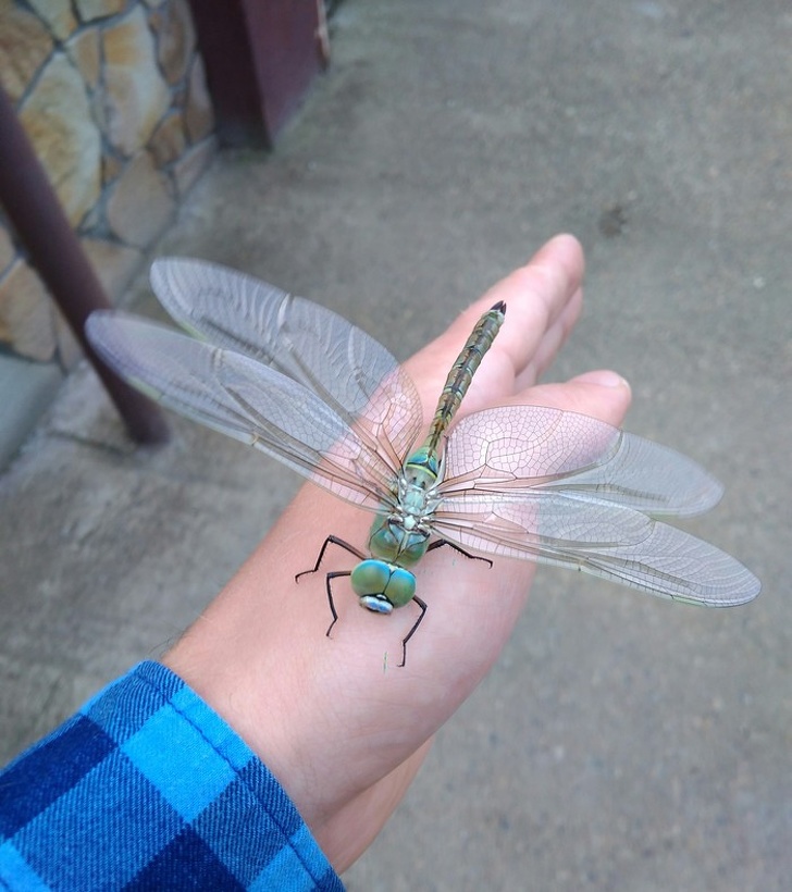 “This dragonfly landed right on my hand!”