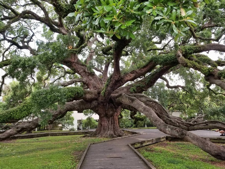 The 250-year-old Treaty Oak in Jacksonville, Florida.