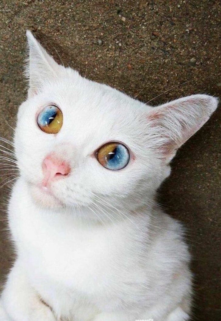 This kitten has unbelievable eyes