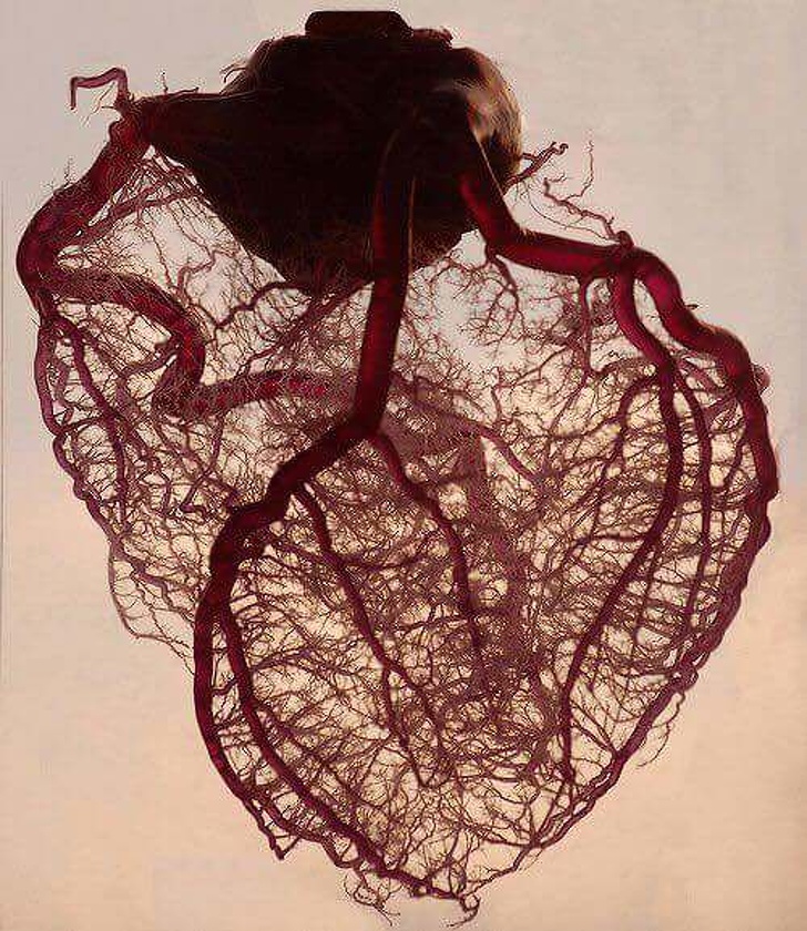 The human heart stripped of all fat and muscle, with just the coronary arteries and cardiac veins exposed.