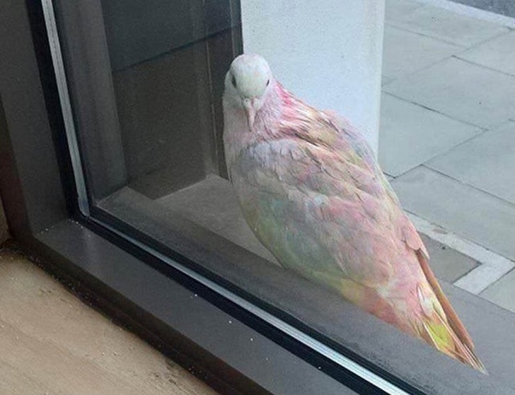“I didn’t know rainbow pigeons existed. They look absolutely gorgeous!”