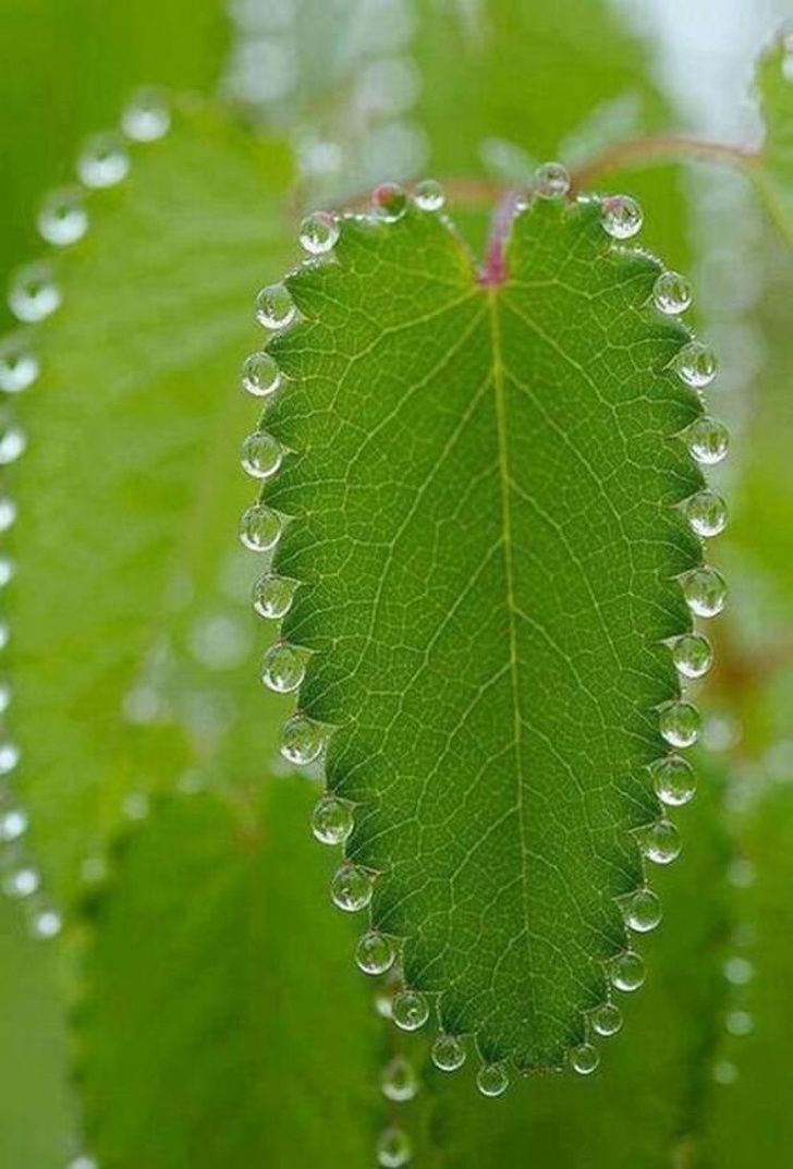 The way these water droplets formed on this plant