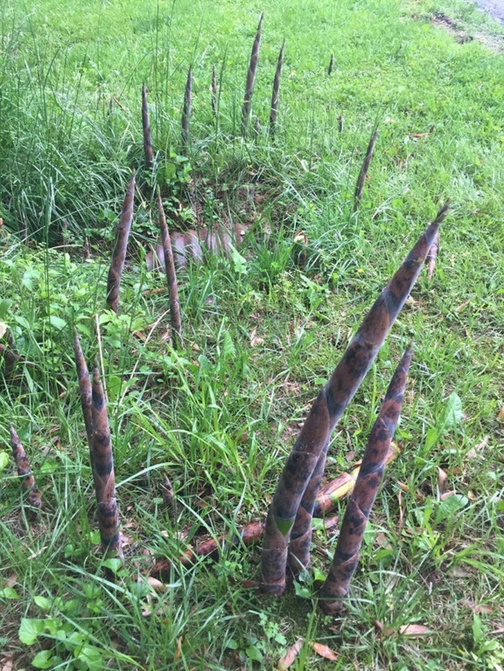 The new bamboo shoots look like something sinister is emerging from the ground.