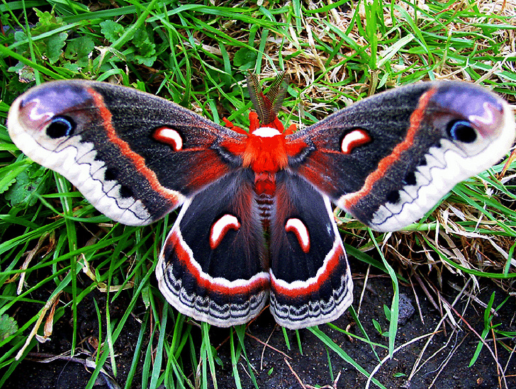 The Cecropia moth is the largest moth in North America.
