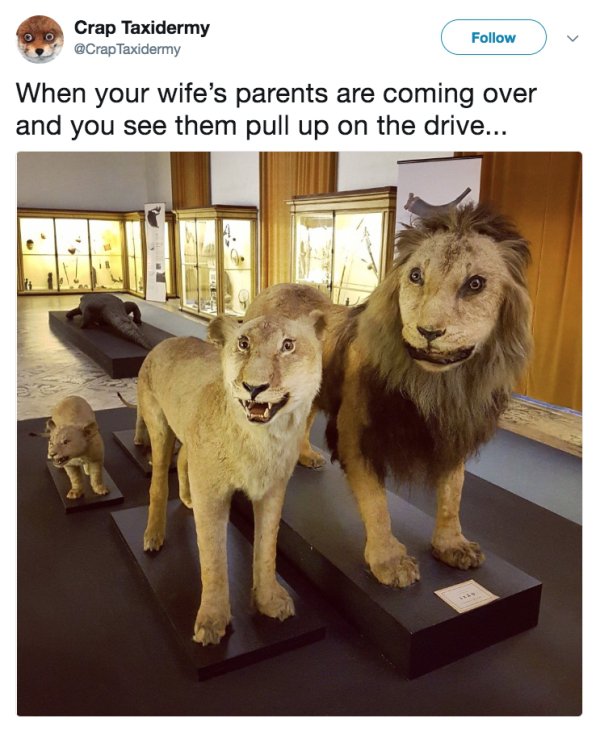 31 Taxidermy Fails That Will Knock the Stuffing Out of You