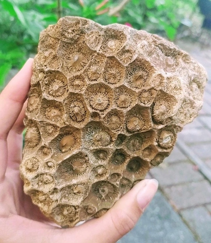 “I found a chunk of fossilized coral.”