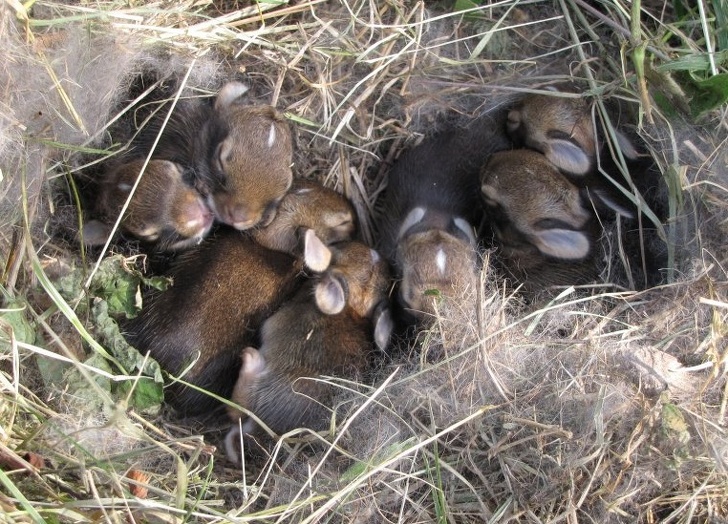 “Thankfully my dad found them before he started mowing.”