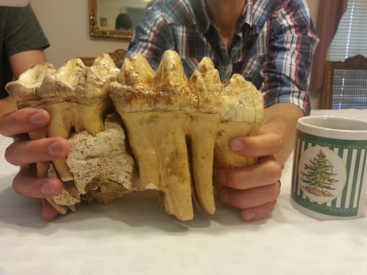 “In 1964, my grandpa found a pair of mastodon teeth in a cave in northern Arkansas. The coffee cup is for scale.”