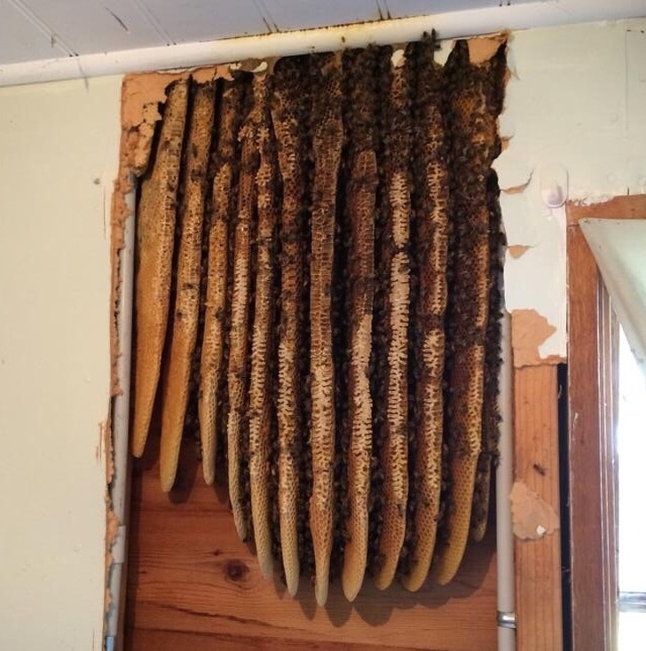 “Found a beehive while renovating an old house.”