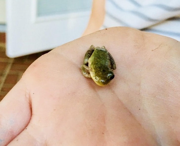 “My daughter found a one-eyed frog.”