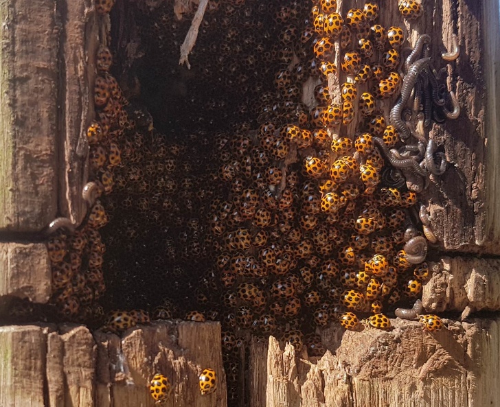 “Found heaps of lady bugs in a ladybug hole.”