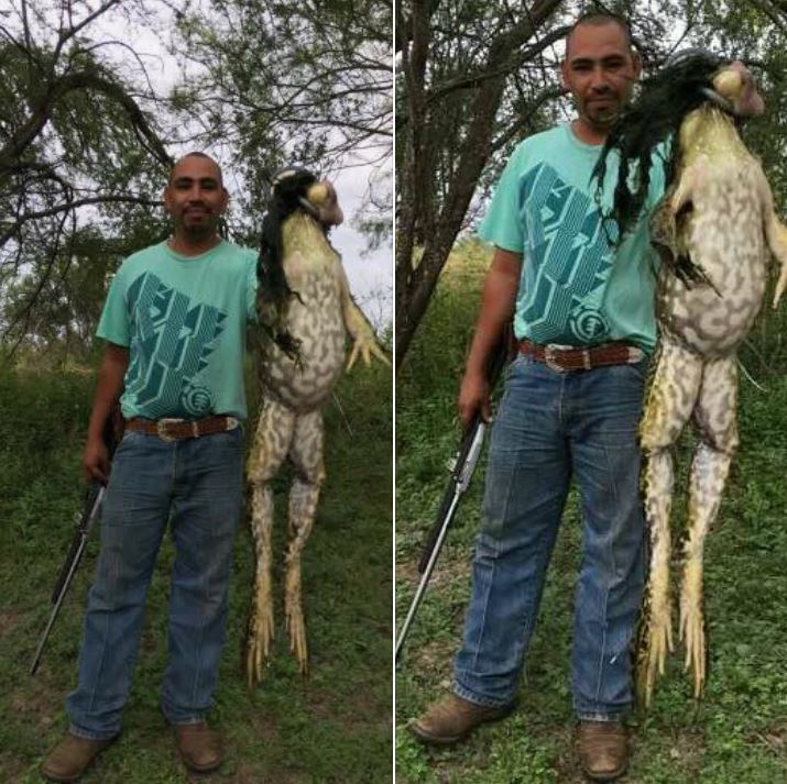 A bull frog found at a south Texas ranch