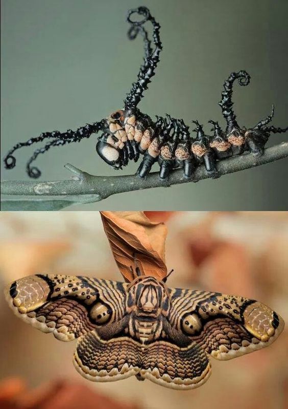A moth before and after its transformation