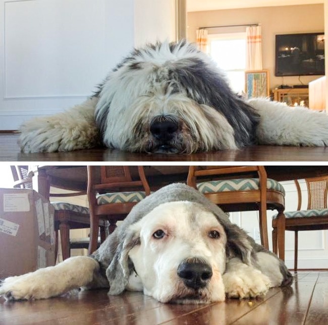 “My Old English Sheepdog before and after his haircut”