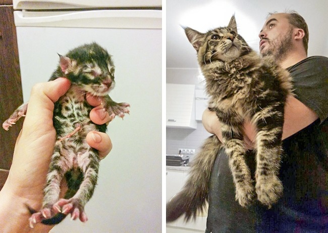 “2 pics of my cat just 7 months apart”