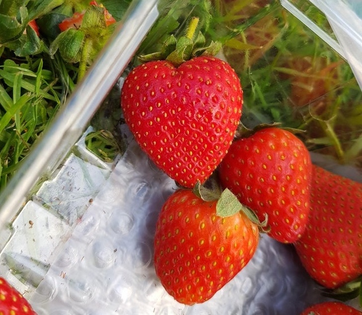 Perfect heart-shaped strawberry