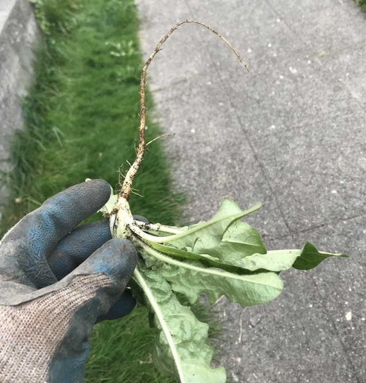 Pulling a weed and getting the entire root out feels so good.