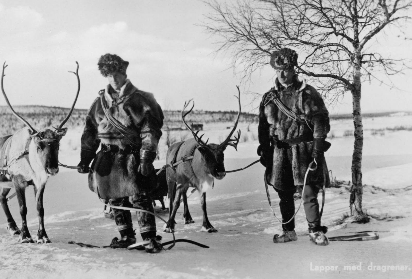 Sami men with reindeer in Northern Sweden in 1939.