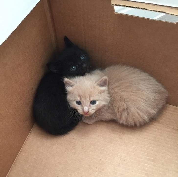 “Found these 2 purr balls today and since no one claimed them, my wife and I will be their new parents.”