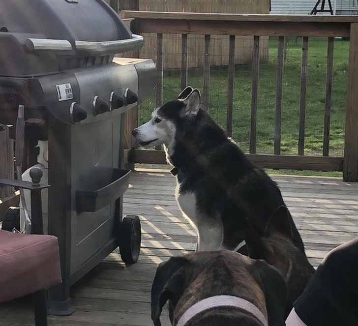 “My husky is going blind and likes to stare off the deck. She hasn’t realized yet that we put the grill back.”