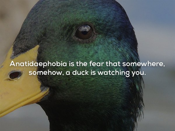 creepy fact beak - Anatidaephobia is the fear that somewhere, somehow, a duck is watching you.