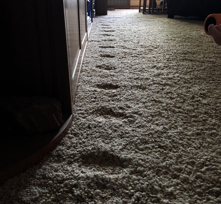 “My girlfriend’s cat paces using the same steps each day.”