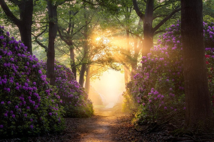 A magical rhododendron path in a forest in the Netherlands near Nijverdal