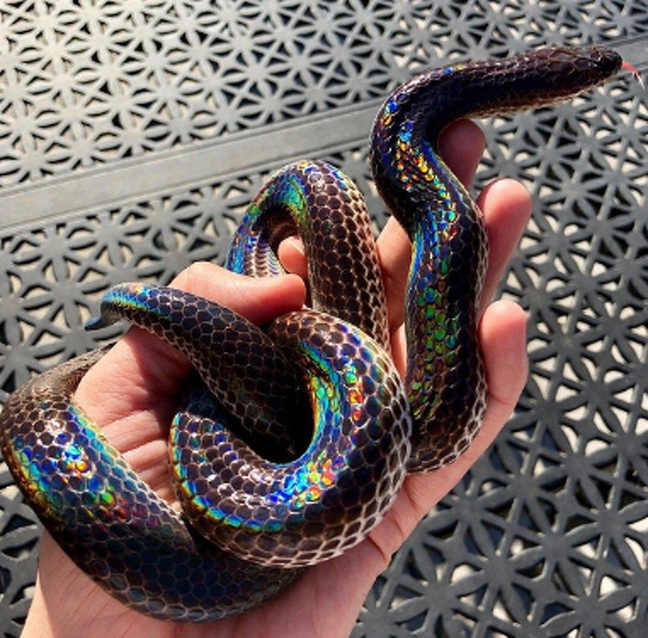 A sunbeam snake