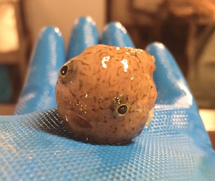 This ball of cuteness they call the lumpsucker fish