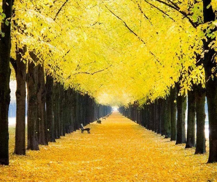 A yellow road in Germany