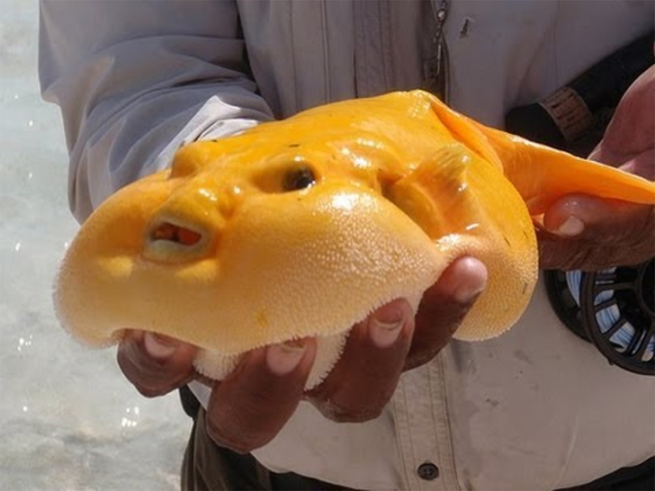 The guineafowl pufferfish or a “cheese” fish