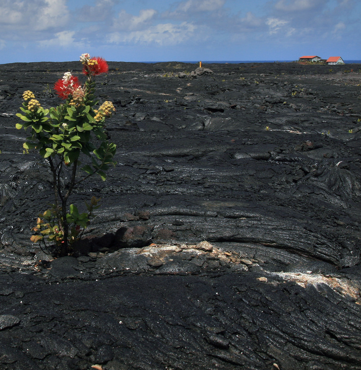 Flowers growing through lava