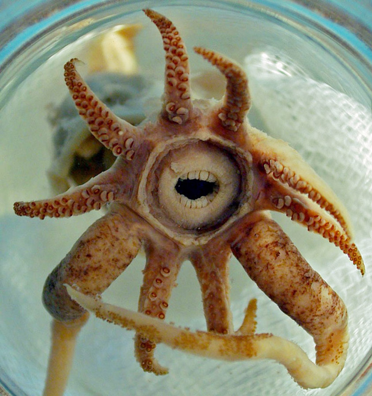 A squid with human-like teeth