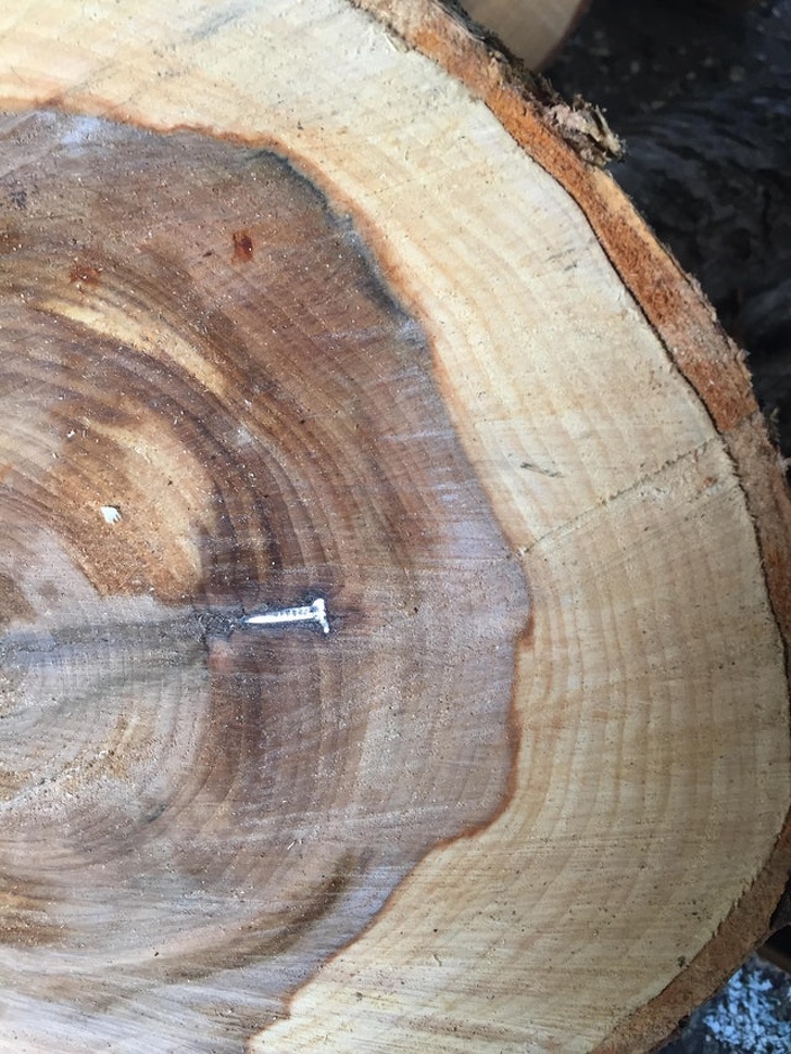 25 years ago, someone decided to put a nail into this poor tree