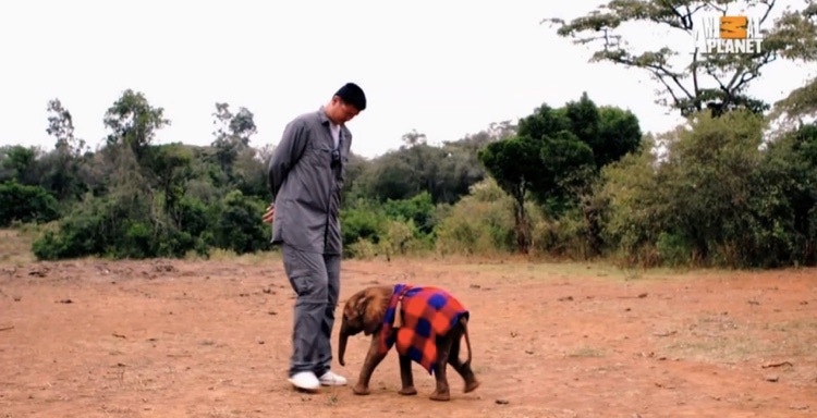 Yao Ming’s conservation campaigns has led to a 50% drop in shark fin soup consumption in China. He is now working on poaching as well