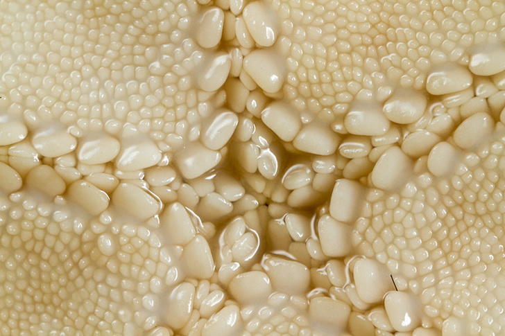 A close-up of a starfish’s mouth