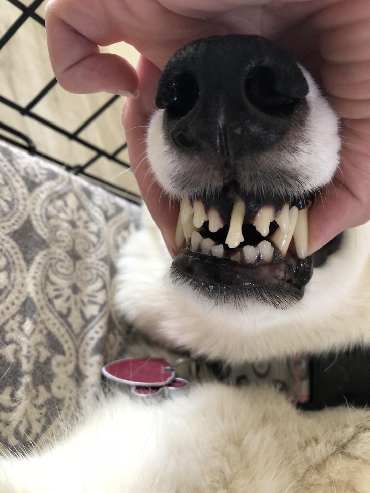 “My dog broke her bottom tooth and now her top tooth has taken over.”